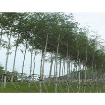 백자작나무묘목 키120cm포트묘 트리팜원예