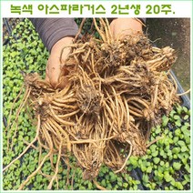 (녹색) 아스파라거스 2년생(중모종) 20주 판매, <아스파라거스 (중)모종 20주>” class=”wr-img”></a></div></p></div></p></div></p></div><div class=