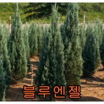 블루엔젤 나무 삽목2년(어린묘목) 5그루 나무 묘목 블루엔젤나무 향나무 울타리묘목