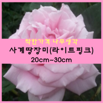 착한가격 나무생각 / 사계땅장미 / 포트 / 개화주, 라이트핑크, 9999개