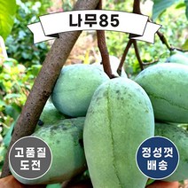(나무85) 포포나무 R4 ~ R5 내외 분