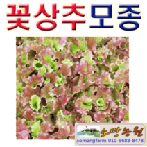 (Y소망)꽃상추모종 30개