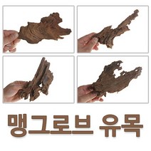 맹그로브 유목 