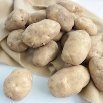 제주 구좌 감자 ( 대지감자 ), 구좌감자 특5kg