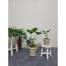 호프셀렘 공기 정화 식물 2 SIZE, H25, 피치색, 1개