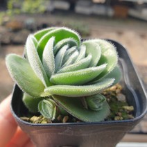 [수암다육] 토멘토사 랜덤발송 Crassula tomentosa 다육 다육이 다육식물 국민다육 다육이키우기 선인장 미니선인장, 1개
