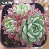 꽃보다 예쁜 다육 10종모음, 4번-사라히메