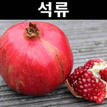태산석류 나무 묘목 삽목2년 뿌리묘 1개/유실수/과수
