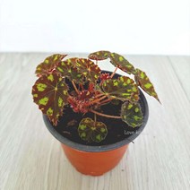 타이거베고니아 베고니아 키우기쉬운 실내공기정화식물 공기청정식물, 단품, 1개