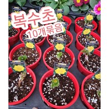 복수초 10개묶음/가장 먼저 꽃을 피워 봄이 왔음을 알려주는 봄의 전령사