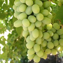 묘목/솜사탕 포도(코튼캔디)접목 1년 KJ1371