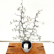 꽃나무팜 마오리 코로키아 코튼니스터 업사이즈소품 코토니스터 관엽 인테리어식물 베란다월동 감성식물 한개금액입니다 토분별도