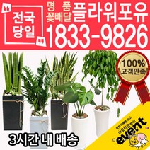 개업축하화분배달 금전수 돈나무 산세베리아 극락조 뱅갈고무나무 해피트리 행운목 녹보수 크로톤 스투키 개업식 개업선물 집들이 거실화분, (선택59)아가베