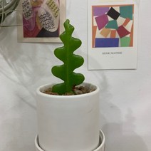 더라라플랜트 귀염깜찍 피쉬본선인장 생선뼈선인장 화이트화분 식재완성품