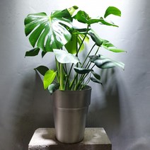 [나인에잇틴]몬스테라 몬스테리아 공기정화식물