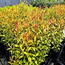 충주원예조경/삼색조팝/50cm~60cm/개화주, 주