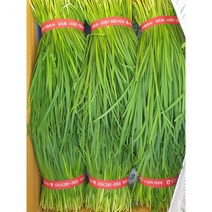 국내산 손질 부추 500g 정구지, 1단