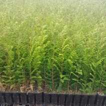 편백나무 편백나무묘목, 편백3년생50센티