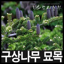 구상나무/구상나무묘목/정원수/화단/1.3m/도시농부, 구상나무 H0.8(80cm) 1주
