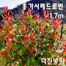 [다진농원] 홍가시레드로빈 1.7m 전국최저가