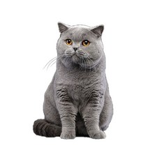 차량용 냉장고 미니 냉온장고 캠핑용 온장고 3Ratels CM29 사랑스러운 고양이 페르시아 Birman Bombay 영국, 11 CM29-11_05 50cm( 19.7inch)