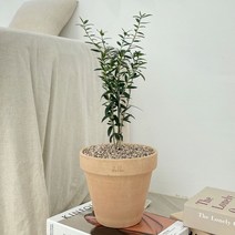 올리브나무 중품 토분 공기정화식물, 스팡 독일황토 + 토분받침