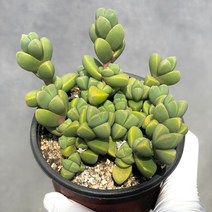 [ 풀풀다육 ] 벽어언 미니벽어언 미니 다육 식물 국민 다육이, 원종 벽어언