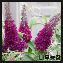 (나무농장) 붓들레아 슈가플럼 포트, 1개