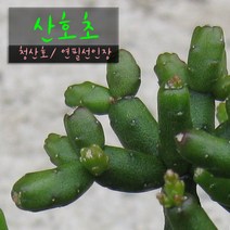 산호초 (청산호/ 연필선인장/유포르비아) 지름 9cm 소품다육화분, 3개