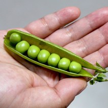국내산 제철 햇 껍질 완두콩 이유식 스프 1kg 2kg