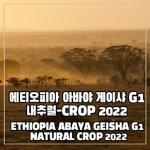 (커피생두) 133 에티오피아 아바야 게이샤 G1 내추럴-CROP 2022 1kg