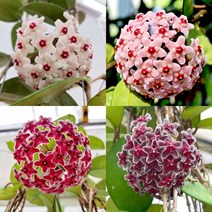 오!플랜트 호야 카노사4종 특대품(꽃대) 행잉플랜트 키우기쉬운식물, 1. 화이트, 볼팟(높이 9.5cm/ 외경 10.5cm)