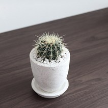 행복레시피 금호선인장 테라조화분SET