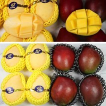 망고선물세트 애플망고 2kg
