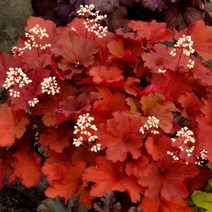 휴케라/리오/5치포트/묘목/d0672