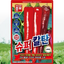 슈퍼칼탄고추 씨앗 칼탄고추 씨 종자 1200립, 단품