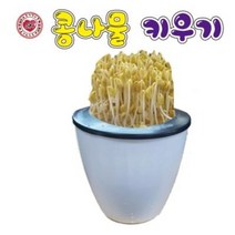 콩나물키우기(1인용), 1개