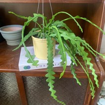 더라라플랜트 피쉬본선인장 블랙 행잉 화분 생선뼈선인장 행잉플랜트, 1개