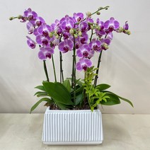 루아데코 서울경기---농장직영배송 **퀵무료배송**발령인사꽃리본 생신화분문구 취임축하문구, 2.핑크