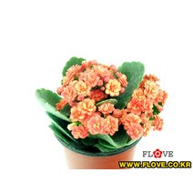 칼란디바(겹카랑코에)