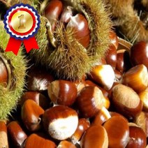 밤나무(옥광) 묘목 접목1년 1주 키움원예 유실수 조경수 묘목