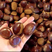 햇공주밤 1KG 칼집O 밤보관법 공주밤 밤삶기 옥광밤, 클로바트레이딩 햇공주밤 1KG 칼집O