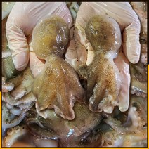 [산지직송] 당일조업 서해안 활 생물 쭈꾸미 알 1kg 새로푸드, 활 쭈꾸미 5kg