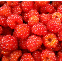 [2023년 햇 산딸기 1kg] [포항 장기산 급냉 산딸기 1kg]