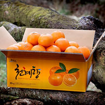 [흑토농원] 산지직송 제주 천혜향 가정용 벌크박스 3kg 4.5kg 9kg / 천혜향 레드향 한라봉, 천혜향 3kg, 중과 (11-17과)