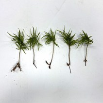 나무이끼 이끼 키우기 테라리움 비바리움 생이끼 모스 만들기 1촉/5촉, 5촉