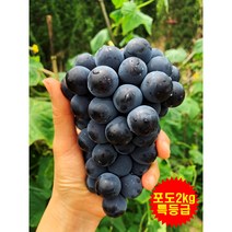 캠벨포도 포도 켐벨포도 특등급 6송이 15송이 2KG 4KG 5KG, 머루 포도 4kg