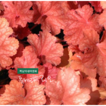 휴케라 리오 [1포트](복남이네 야생화 모종 반그늘 그늘정원 휴체라 heuchera), 1개