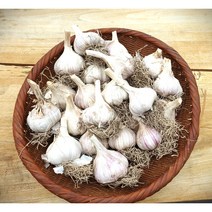 국산 의성 마늘 햇마늘 통마늘 일인가구 캠핑용 -1kg(20-23개), 1kg(20-23개)