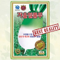 가을무 김장무 씨앗 종자 씨 무씨앗 무씨 가을일품무